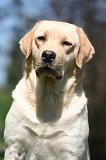 LABRADOR 1218